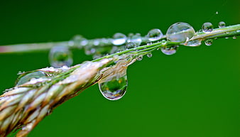 Macro Photography of Morning Dew Drops on a Green Plant Stem