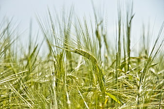 Close-up of green barley stalks in a sunny field