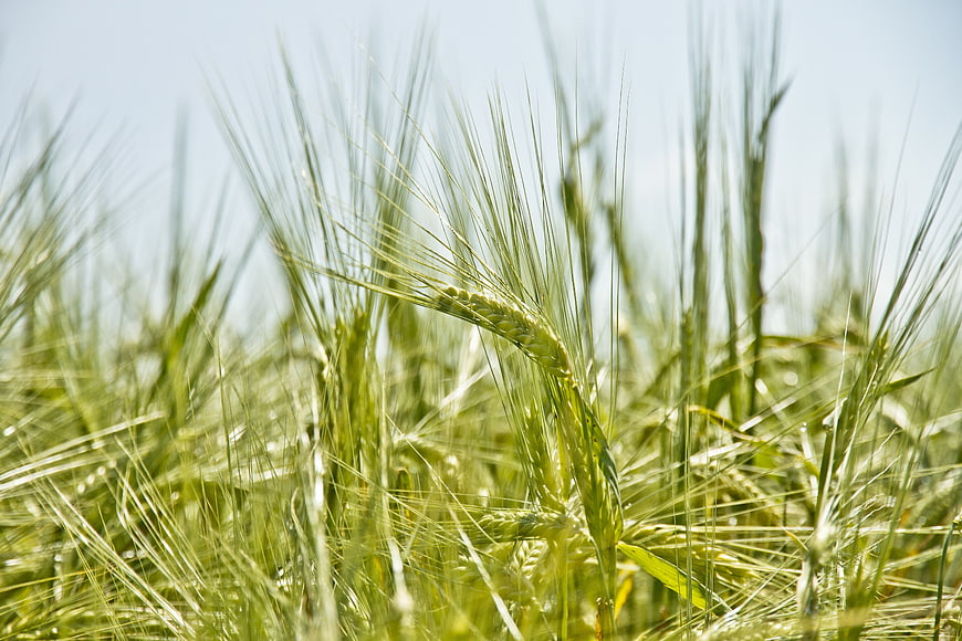 Close-up of green barley stalks in a sunny field