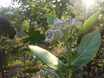 Close-up of Milkweed Flowers Backlit by Sunlight