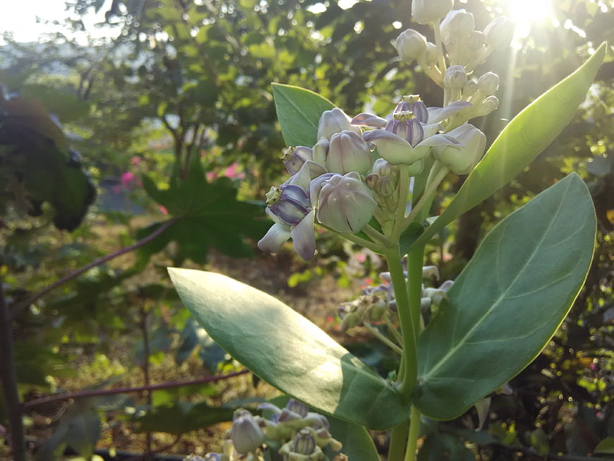 Close-up of Milkweed Flowers Backlit by Sunlight