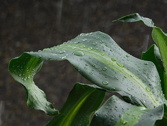 Close-up of green leaf with raindrops in the rain