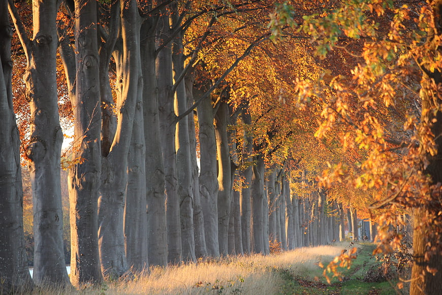 Golden Autumn Tree Allée With Morning Light And Mist