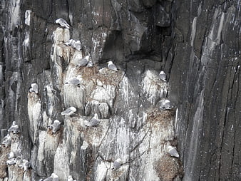 Seagulls Nesting on Vertical Rocky Cliffs