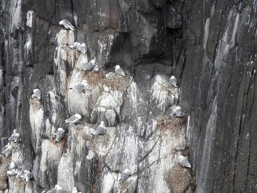 Seagulls Nesting on Vertical Rocky Cliffs