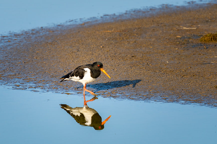 Eurasian Oystercatcher Walking on Sandy Shore with Reflection