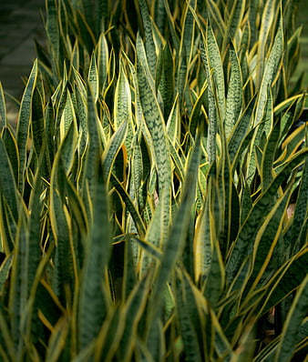 Close-up of Variegated Snake Plant Leaves in Sunlight