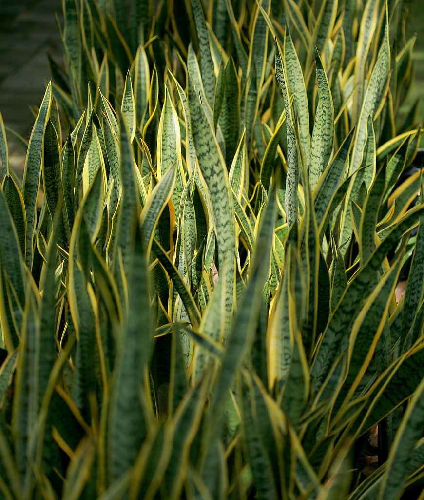 Close-up of Variegated Snake Plant Leaves in Sunlight
