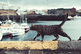 Tabby Cat Walking Along Harbor Wall with Boats