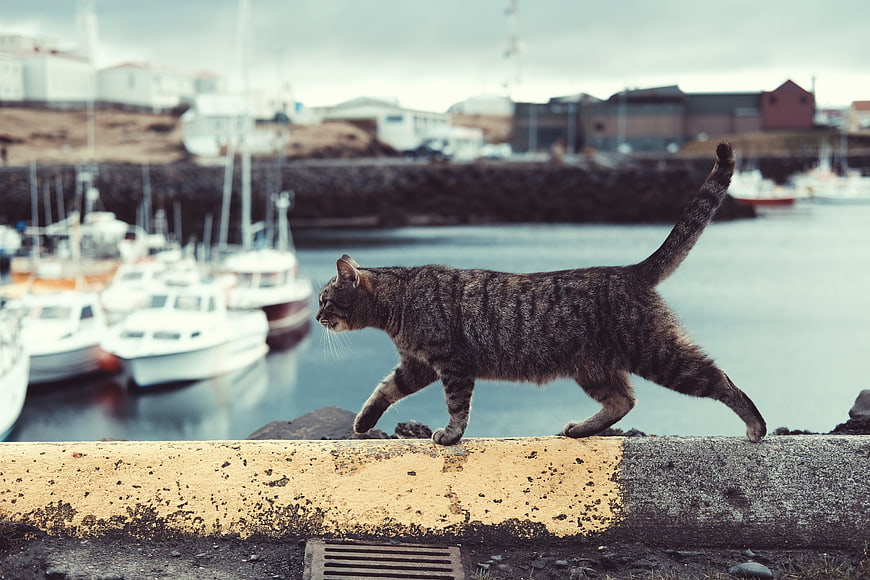 Tabby Cat Walking Along Harbor Wall with Boats