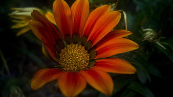 Close-up of vibrant orange and red gazania flower