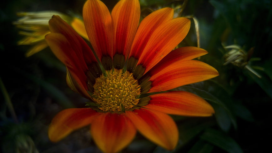Close-up of vibrant orange and red gazania flower