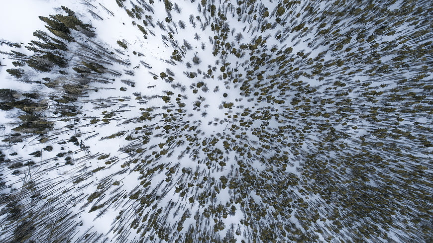 Aerial View of Snow-Covered Forest with Dense Pine Trees