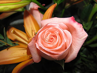 Close-up of a pink rose with orange lily petals