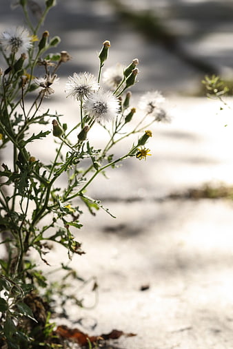 Close-up of wild dandelion seed heads and yellow flowers