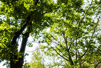 Low angle view of green tree canopy against bright sky