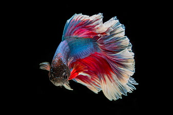 Colorful Betta Fish with Flowing Fins on Black Background