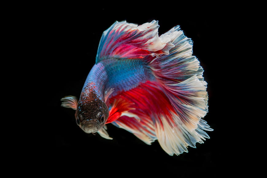 Colorful Betta Fish with Flowing Fins on Black Background
