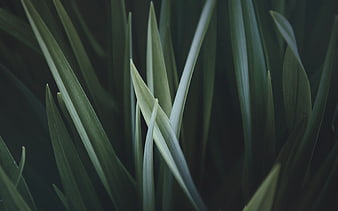 Close-up of green grass blades with dark moody background