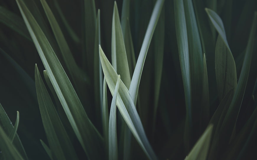 Close-up of green grass blades with dark moody background