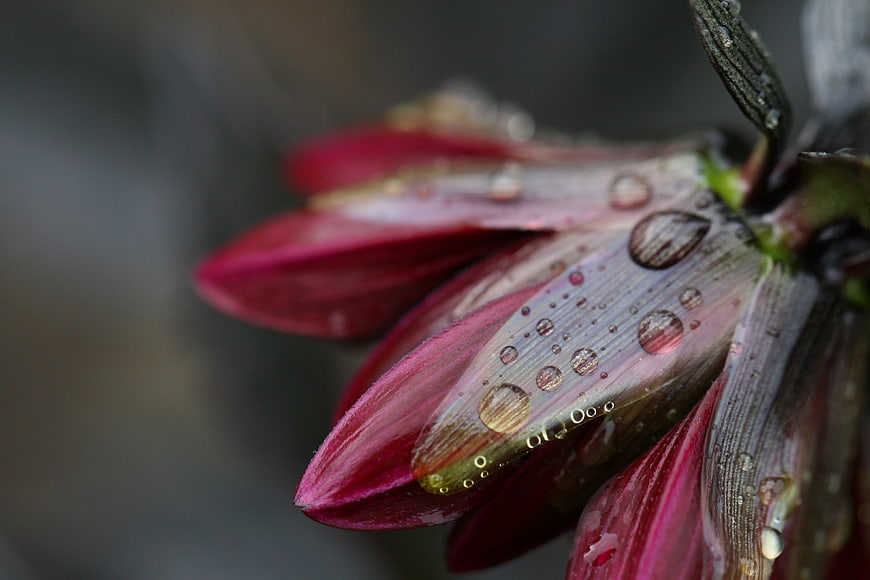 Close-up of red flower petals with raindrops