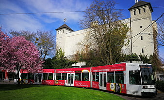 Red and white tram passing blooming pink tree in spring