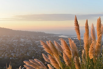 Golden Pampas Grass Silhouette Against Sunset Cityscape