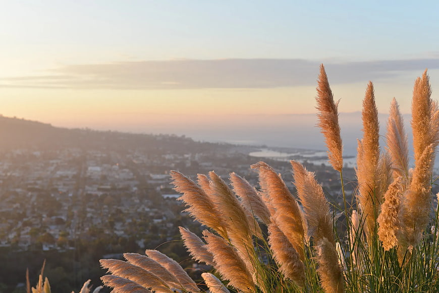 Golden Pampas Grass Silhouette Against Sunset Cityscape