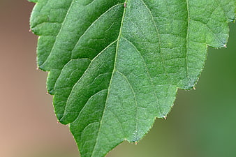Macro Close-Up of Green Leaf Texture with Veins