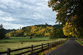 Country Road Winding Through Autumn Landscape with Horse