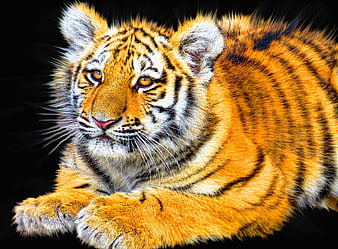 Cute Tiger Cub Portrait on Black Background