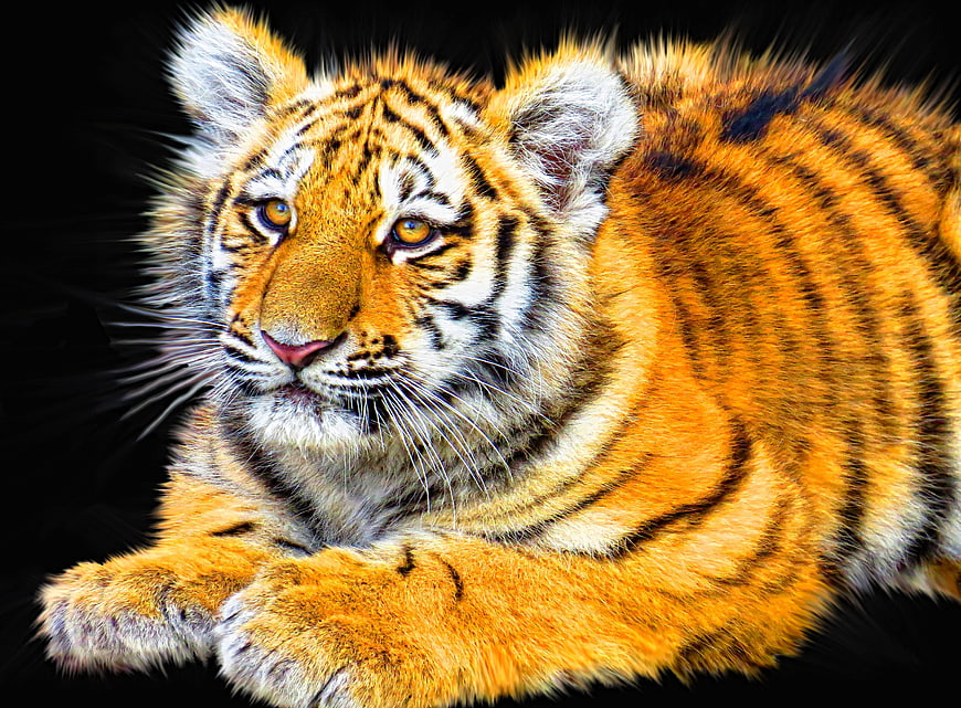 Cute Tiger Cub Portrait on Black Background