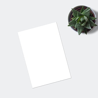 Minimalist white paper mockup with succulent plant on light gray background