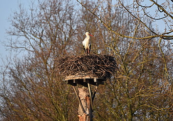 White Stork Standing in Nest on Wooden Pole