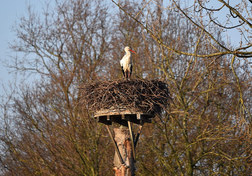 White Stork Standing in Nest on Wooden Pole
