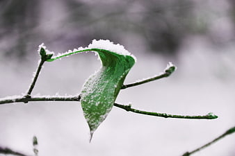 Green leaf covered in snow on a branch
