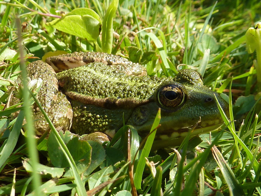 Close-up of a green frog sitting in bright grass
