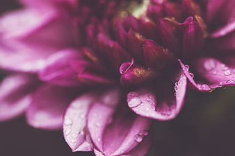 Close-up of purple flower petals with water droplets
