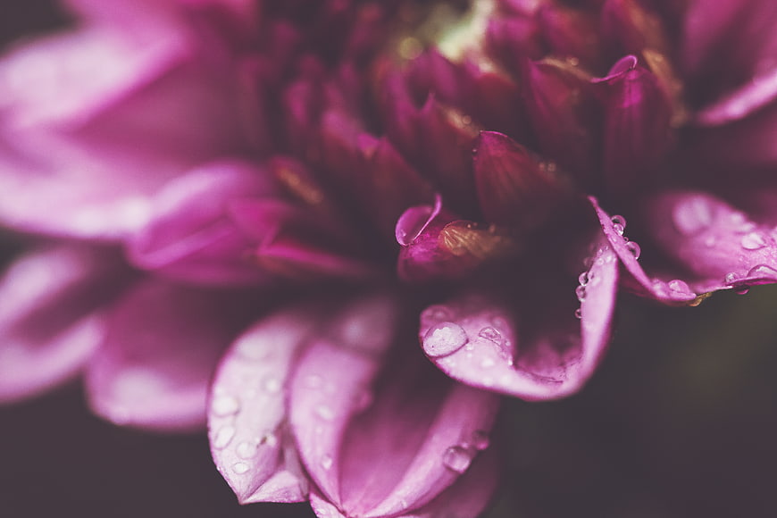 Close-up of purple flower petals with water droplets
