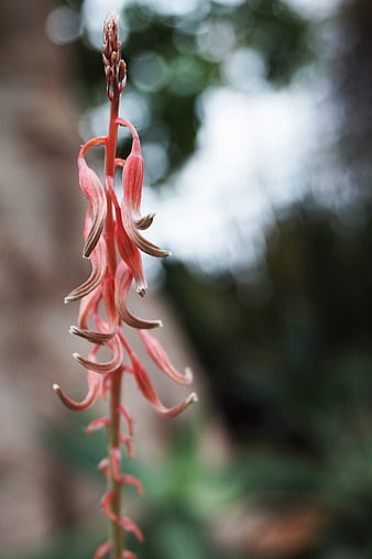 Close-up of pink aloe vera flower spike with blurred background