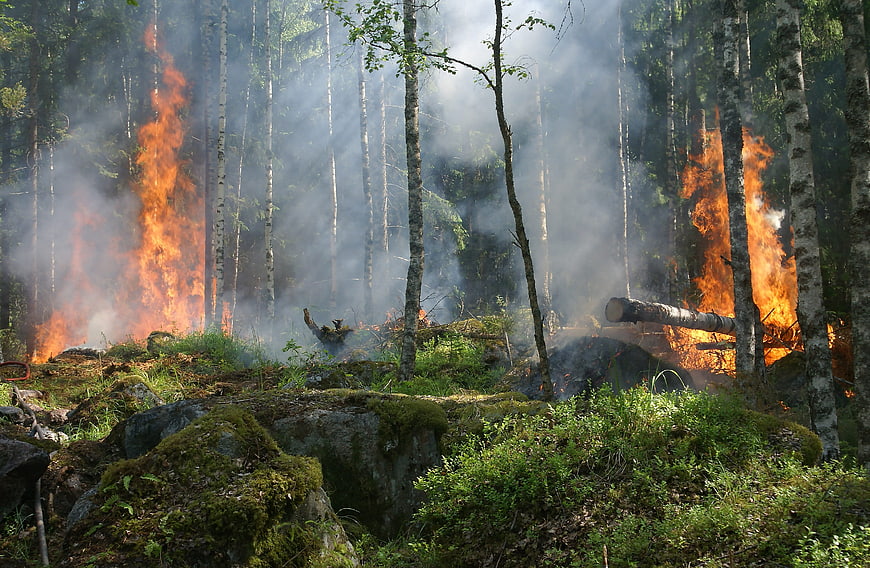 Forest fire burning through birch trees with smoke and sunlight