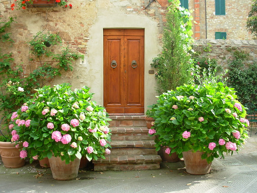 Rustic wooden door flanked by pink hydrangeas in terracotta pots