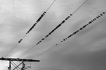 Silhouettes of Birds Perched on Power Lines Against Cloudy Sky