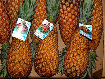 Fresh ripe pineapples with tags in a cardboard box