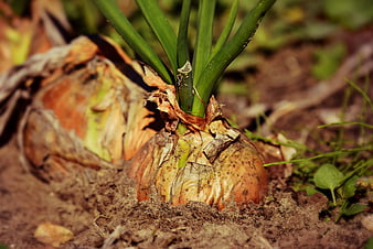 Close-up of a growing onion bulb in soil with green shoots