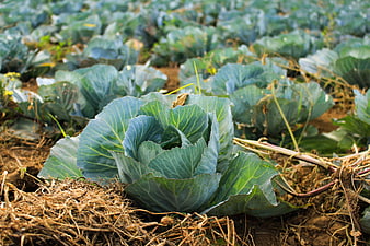 Fresh Green Cabbage Growing in Organic Farm Field