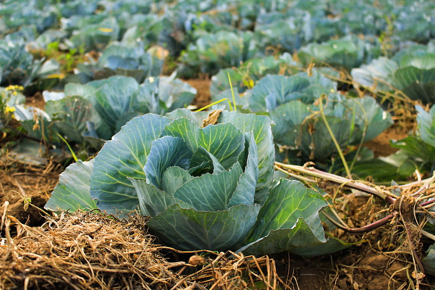 Fresh Green Cabbage Growing in Organic Farm Field