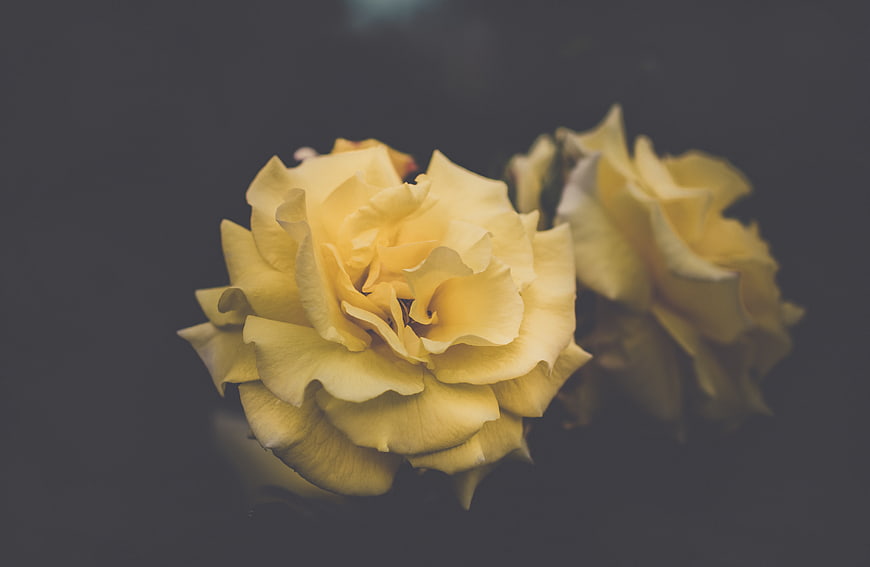 Yellow Rose on Dark Background