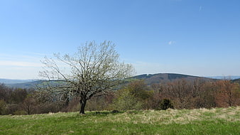 Lone Tree in Spring Meadow with Rolling Hills