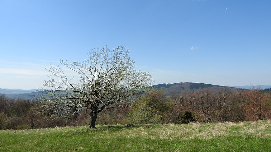 Lone Tree in Spring Meadow with Rolling Hills